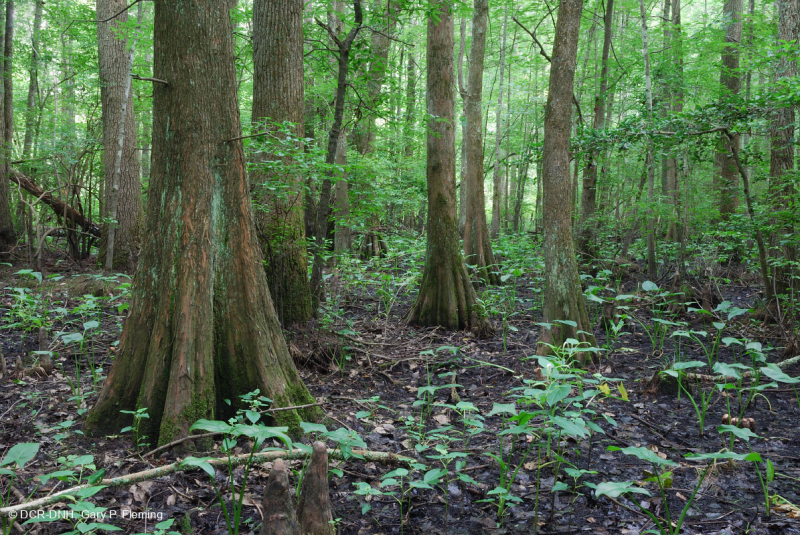 السرو الأصلع - مستنقع توبيلو المختلط المتوسط - CEGL007432