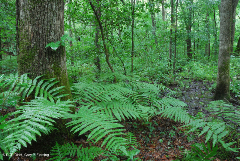 مستنقع السهل الساحلي مستنقع توبيلو بلاك ووتر الساحلي - CEGL007054