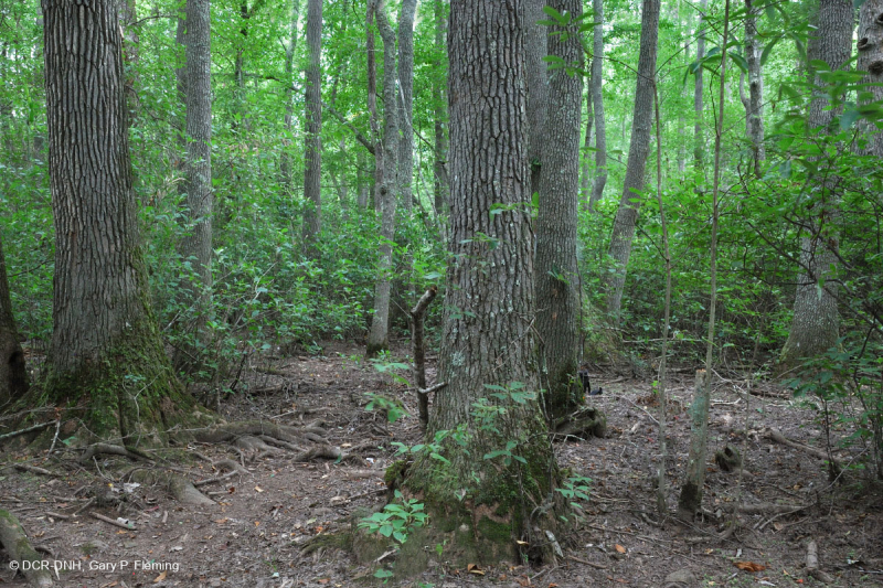 مستنقع السهل الساحلي مستنقع توبيلو بلاك ووتر الساحلي - CEGL007054