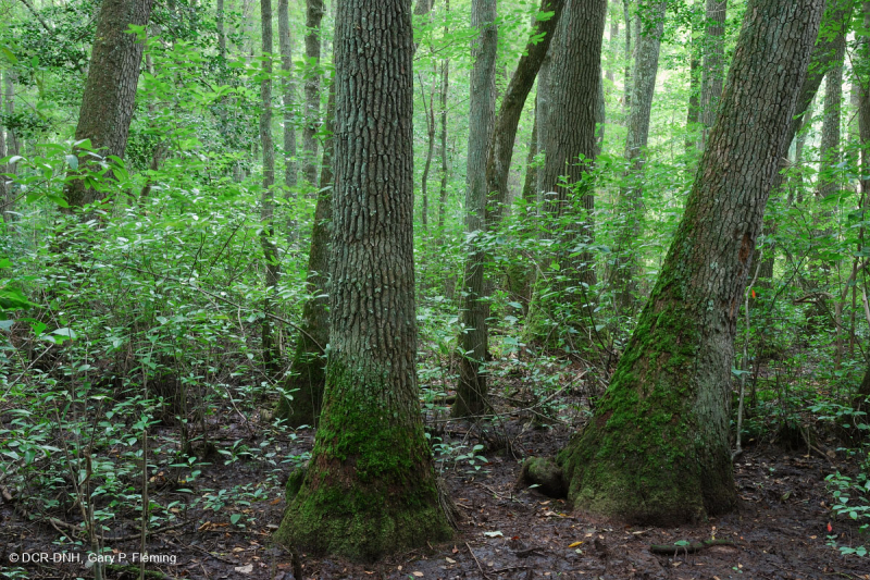 مستنقع السهل الساحلي مستنقع توبيلو بلاك ووتر الساحلي - CEGL007054