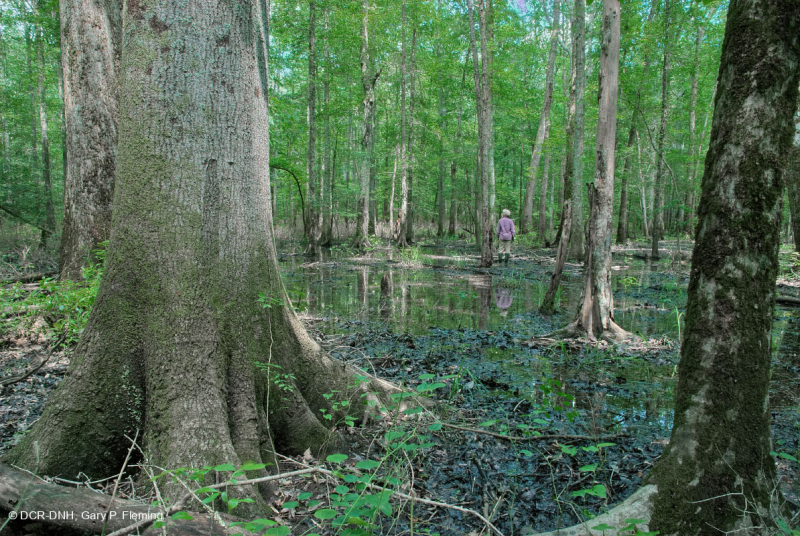 غابة السهول الساحلية القاعية (نوع المصطبة المنخفضة ذات المياه البنية) < CEGL007397