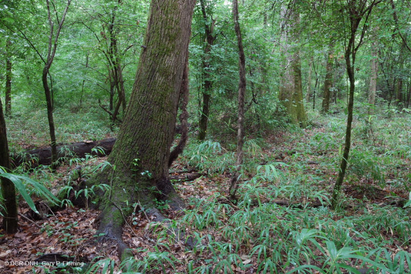 غابات السهول الساحلية القاعية (نوع المصطبة المرتفعة ذات المياه البنية) - CEGL004678