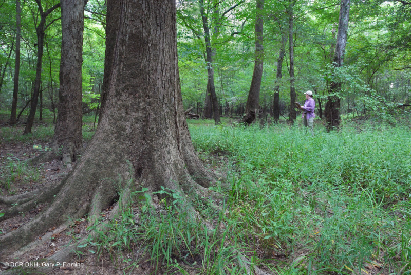 غابة السهول الساحلية القاعية (نوع المصطبة المنخفضة ذات المياه البنية) < CEGL007397