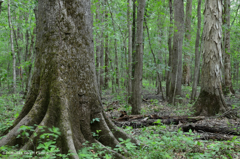 غابة السهول الساحلية القاعية (نوع المصطبة المنخفضة ذات المياه البنية) < CEGL007397