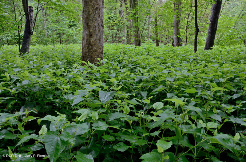 مستنقع السهل الساحلي/سهل بيدمونت الفيضاني (نوع الرماد الأخضر - القيقب الأحمر) - CEGL006606