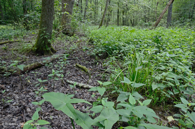 مستنقع السهل الساحلي/سهل بيدمونت الفيضاني (نوع الرماد الأخضر - القيقب الأحمر) - CEGL006606