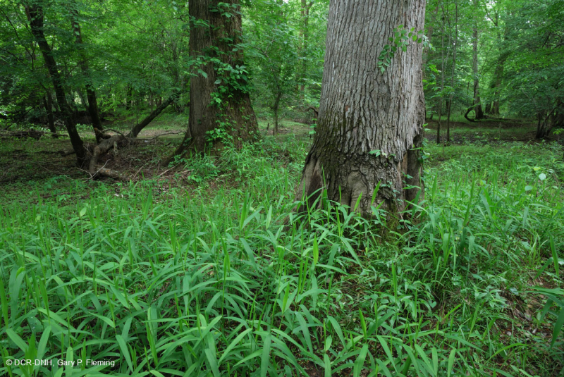 مستنقع السهول الساحلية الشمالية الساحلية/سهول بييمونتي الداخلية المختلطة من البلوط الفيضاني - CEGL006605