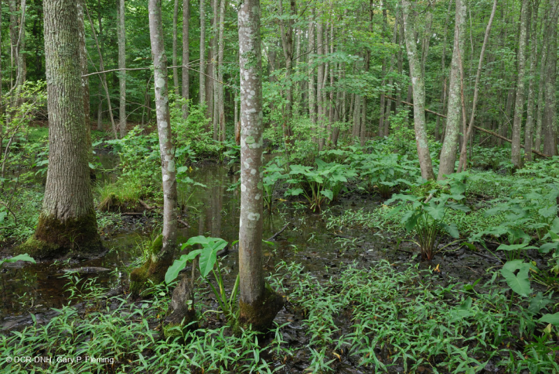 مستنقع السهل الساحلي/سهل بيدمونت الفيضاني (نوع الرماد الأخضر - القيقب الأحمر) - CEGL006606