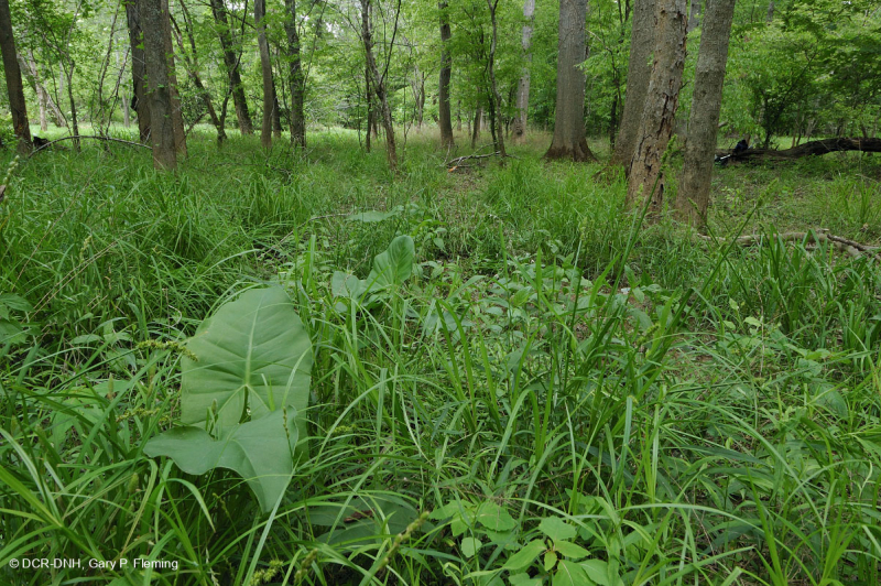 مستنقع السهول الساحلية الشمالية الساحلية/سهول بييمونتي الداخلية المختلطة من البلوط الفيضاني - CEGL006605