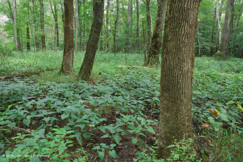 مستنقع السهل الساحلي/سهل بيدمونت الفيضاني (نوع الرماد الأخضر - القيقب الأحمر) - CEGL006606