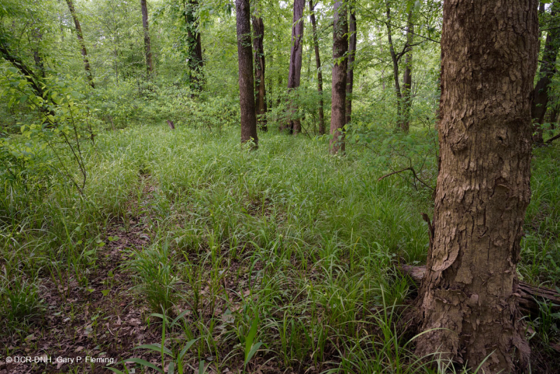 غابة جنوب بيدمونت/غابات السهول الساحلية الداخلية للسهول الفيضانية - CEGL007006