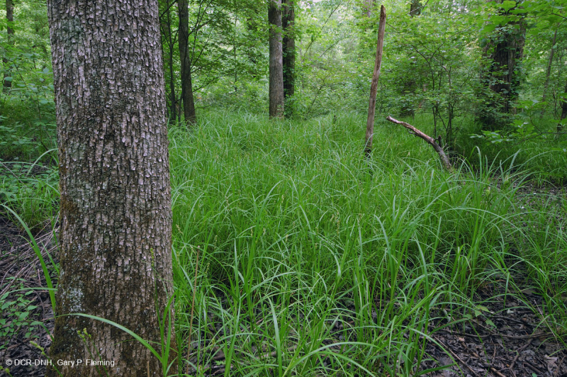 مستنقع السهول الفيضانية المختلطة من البلوط الجنوبي/ السهل الساحلي الداخلي - CEGL006498