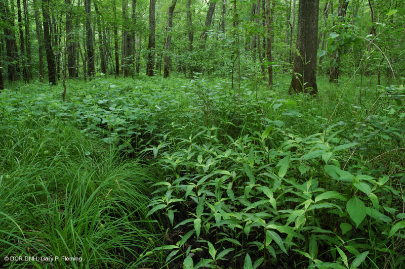 مستنقع السهول الفيضانية المختلطة من البلوط الجنوبي/ السهل الساحلي الداخلي - CEGL006498