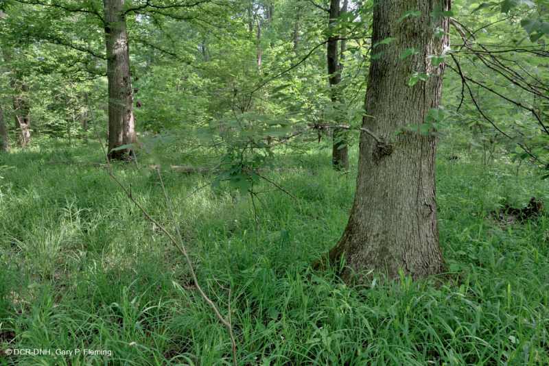 مستنقع السهول الفيضانية المختلطة من البلوط الجنوبي/ السهل الساحلي الداخلي - CEGL006498