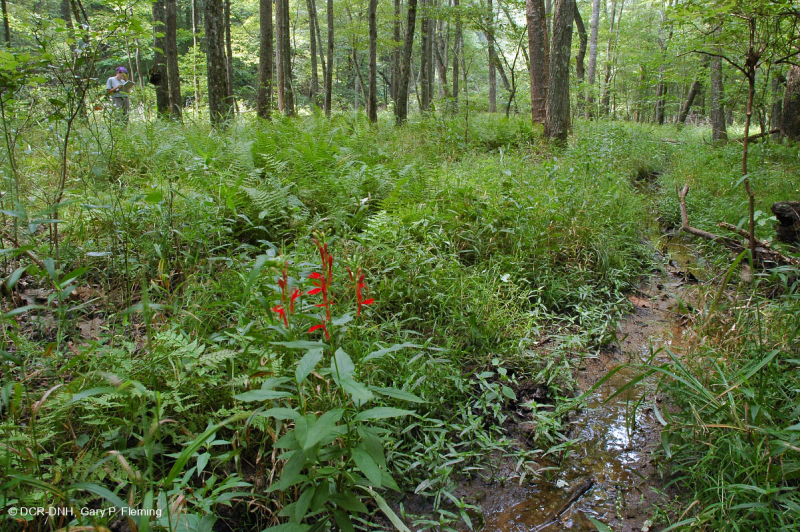 السهول الساحلية/غابات السهول الفيضانية ذات المجاري المائية الصغيرة في بيدمونت - CEGL004418