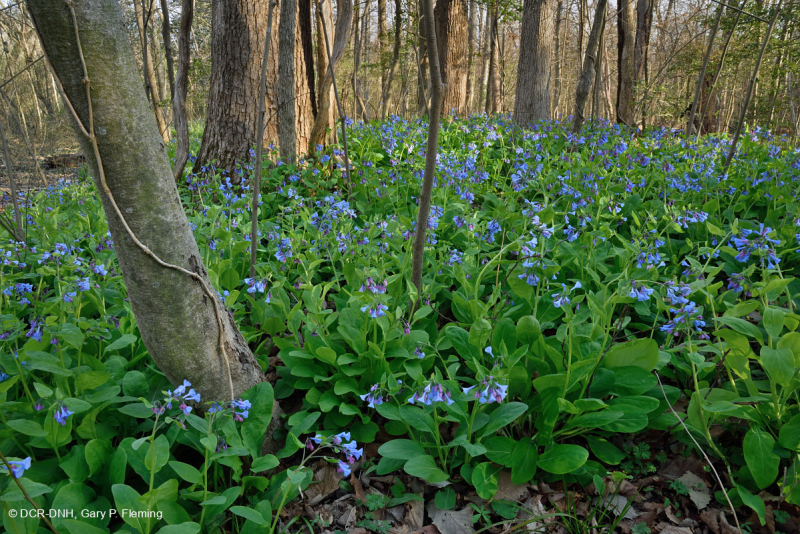 زان السهول الساحلية الشمالية الساحلية - غابات السهول الفيضية المختلطة الصلبة - CEGL006493