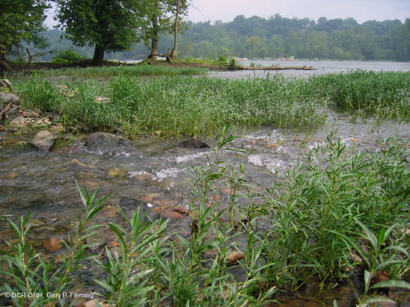 ووتر-ويلو روكي بار وشاطئ ويلو - CEGL004286