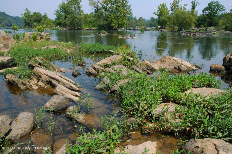 ووتر-ويلو روكي بار وشاطئ ويلو - CEGL004286