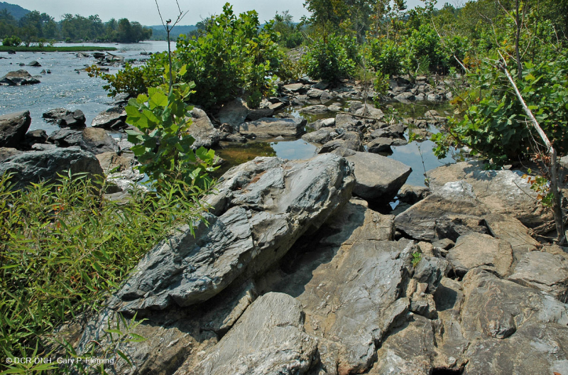 غابات بيدمونت/شجر الجميز الآبالاشي الأوسط - غابات نهر البتولا - CEGL003896