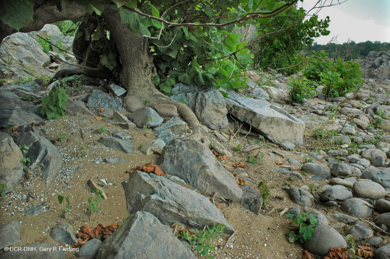 غابات بيدمونت/شجر الجميز الآبالاشي الأوسط - غابات نهر البتولا - CEGL003896