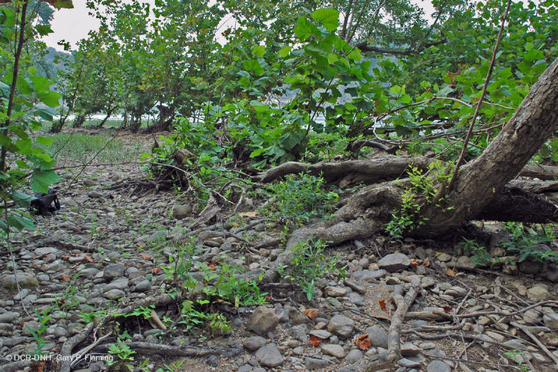 غابات بيدمونت/شجر الجميز الآبالاشي الأوسط - غابات نهر البتولا - CEGL003896