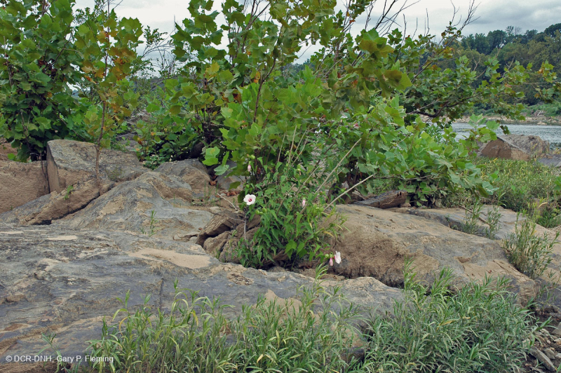 غابات بيدمونت/شجر الجميز الآبالاشي الأوسط - غابات نهر البتولا - CEGL003896