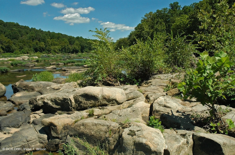 غابات بيدمونت/شجر الجميز الآبالاشي الأوسط - غابات نهر البتولا - CEGL003896