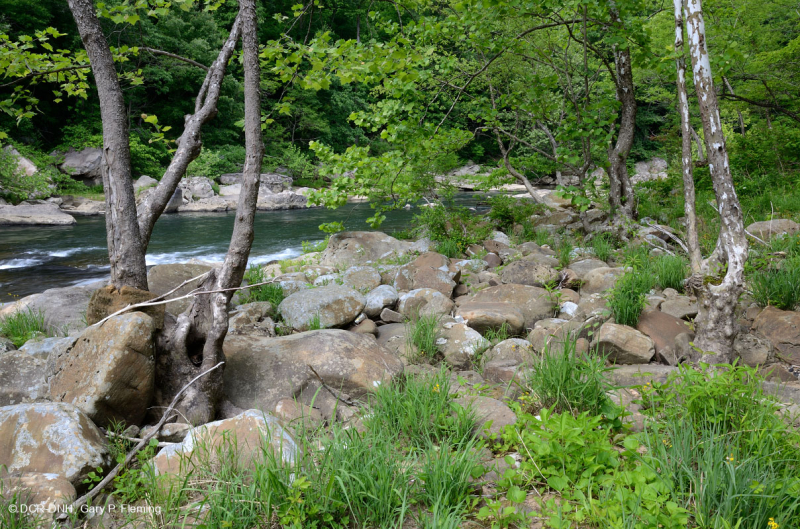 غابات بيدمونت/شجر الجميز الآبالاشي الأوسط - غابات نهر البتولا - CEGL003896