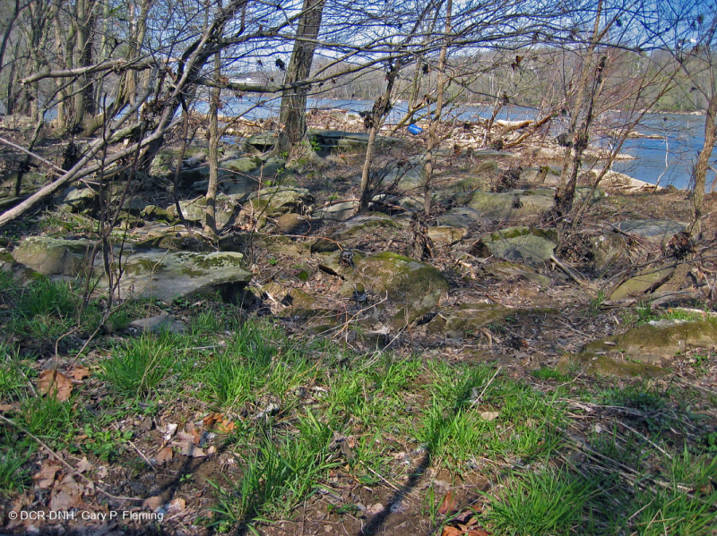 غابات السهول الفيضانية الصخرية الصخرية في بيدمونت/وسط جبال الأبالاش - CEGL006476