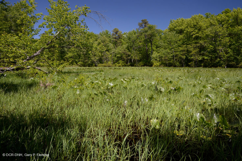 بركة جبال أبالاتشي الوسطى (نوع بوتونبوش - ثريواي سيدج) - CEGL003746