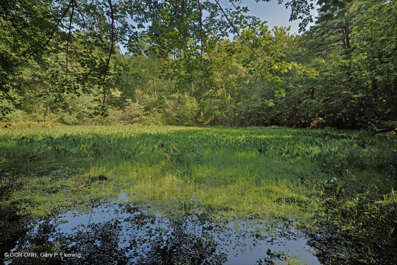 بركة جبال الأبلاش المركزية (نوع بوتونبوش - ثريواي سيدج) – CEGL003746