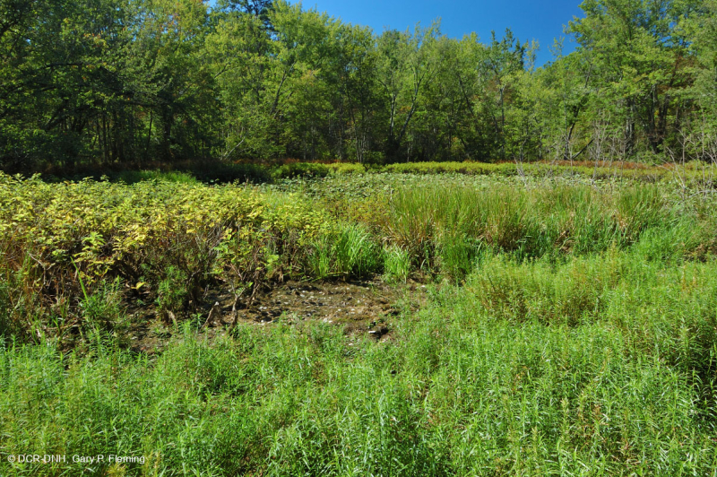 بركة جبال الأبلاش المركزية (نوع بوتونبوش - ثريواي سيدج) – CEGL003746