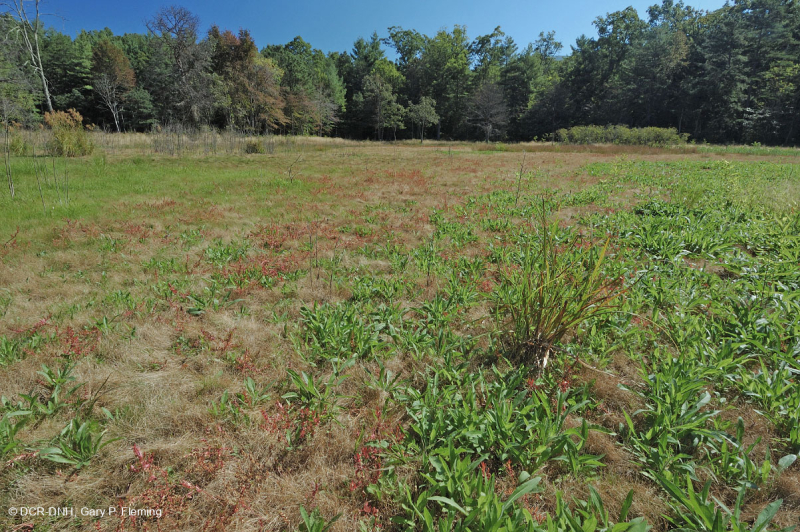 بركة بالوعة وادي شيناندواه (نوع نموذجي) - CEGL007858