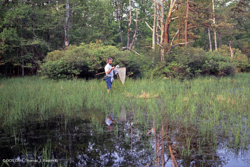بركة جبال الأبلاش الوسطى (نوع السرج المائي) – CEGL008542
