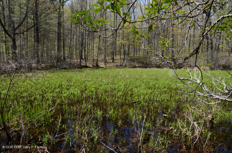 بركة جبال الأبلاش المركزية (نوع بوتونبوش - ثريواي سيدج) – CEGL003746