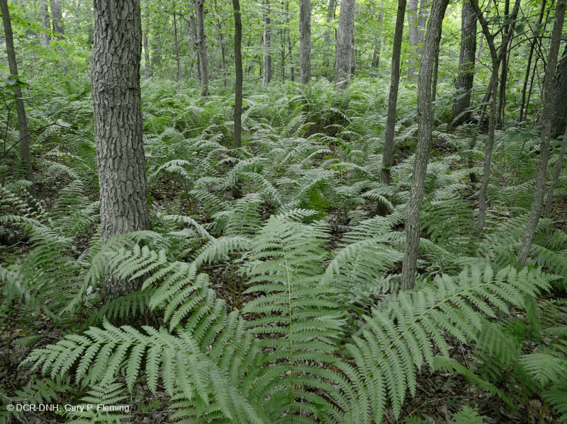 غابة وسط أبالاتشي المنخفضة (نوع مرتفعات عالية) – CEGL006132