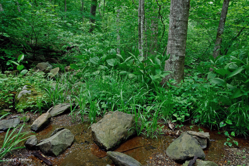 مستنقع التسرب الأساسي في وسط الآبالاش - CEGL008416