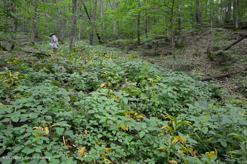 تسرب جنوب جبال الأبلاش الجنوبية المرتفعة (عشبة الجوهرة - نوع النحلة القرمزية) - CEGL004293