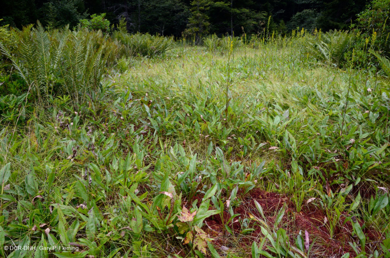 مستنقع الآبالاش الوسطى/مستنقع أليغيني المرتفع - CEGL008534