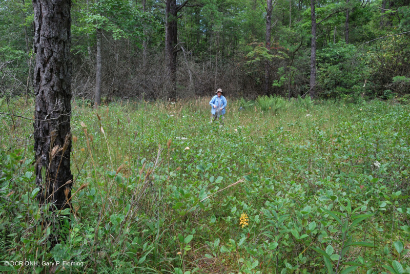 مستنقع صنوبر الآبالاش المركزي - CEGL007056