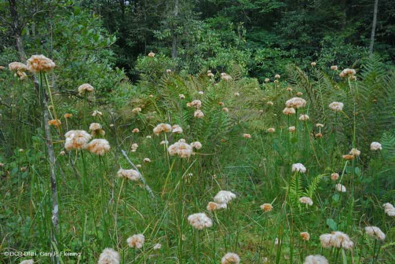 مستنقع صنوبر الآبالاش المركزي - CEGL007056