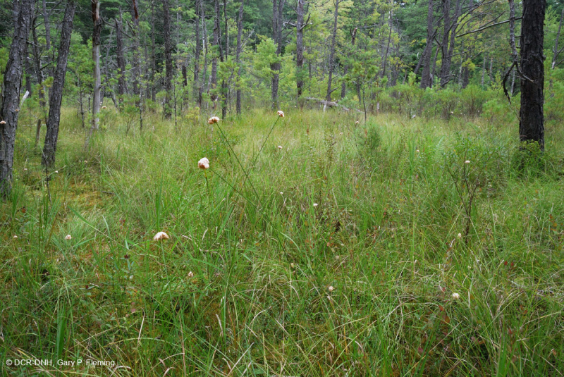 مستنقع صنوبر الآبالاش المركزي - CEGL007056