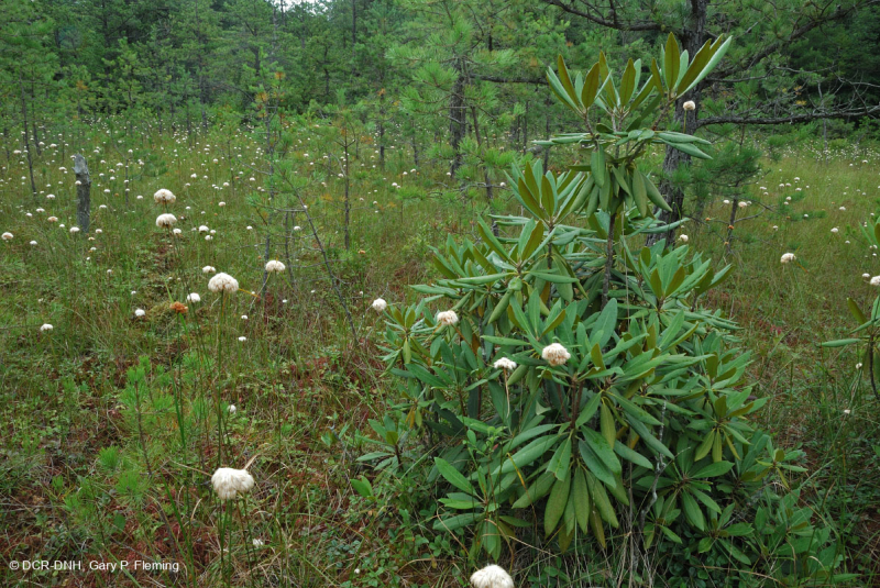 مستنقع صنوبر الآبالاش المركزي - CEGL007056