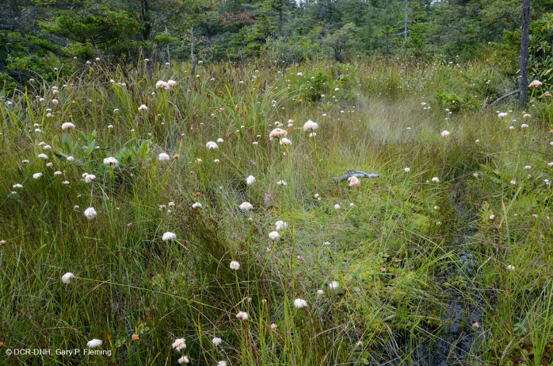 مستنقع شجيرة الأبالاش الجنوبية المرتفعة - CEGL003913