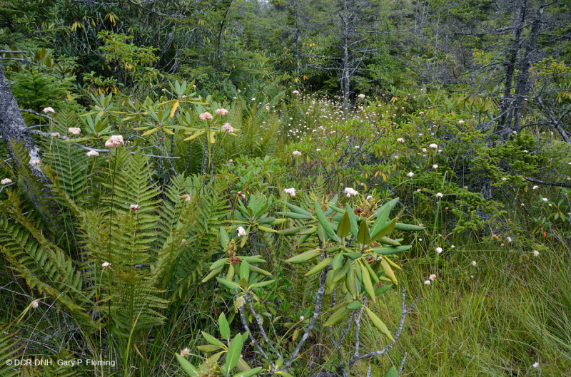 مستنقع شجيرة الأبالاش الجنوبية المرتفعة - CEGL003913