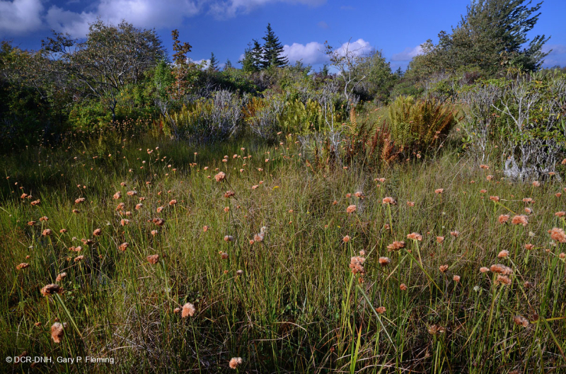 مستنقع شجيرة الأبالاش الجنوبية المرتفعة - CEGL003913