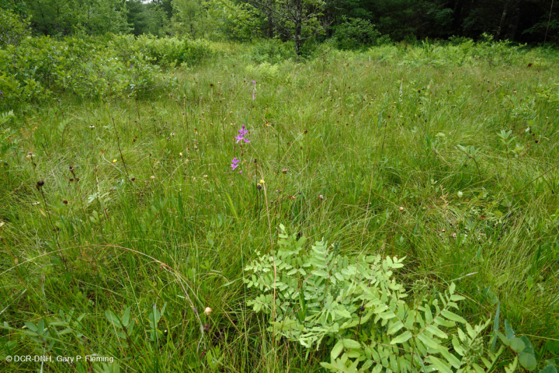 الحوض المافيوني الجنوبي بلو ريدج الجنوبي (نوع الأعشاب المنخفضة) - CEGL003917