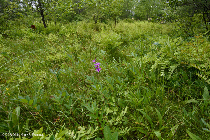 الحوض المافيوني الجنوبي بلو ريدج الجنوبي (نوع الأعشاب المنخفضة) - CEGL003917