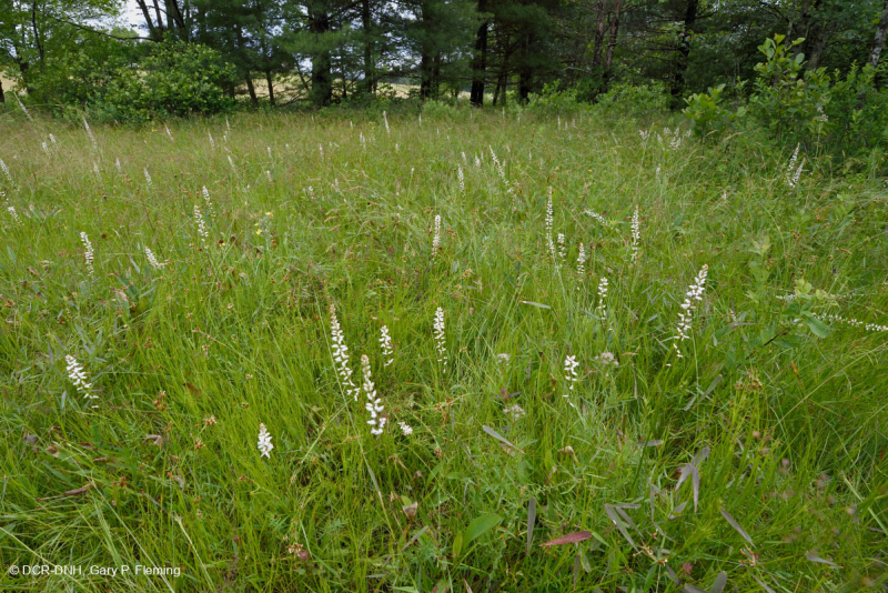 الحوض المافيوني الجنوبي بلو ريدج الجنوبي (نوع الأعشاب المنخفضة) - CEGL003917