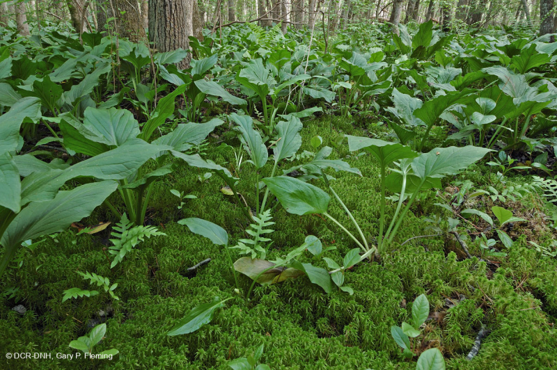 السهول الساحلية/مستنقع بيدمونت الخارجي الحمضي - CEGL006238